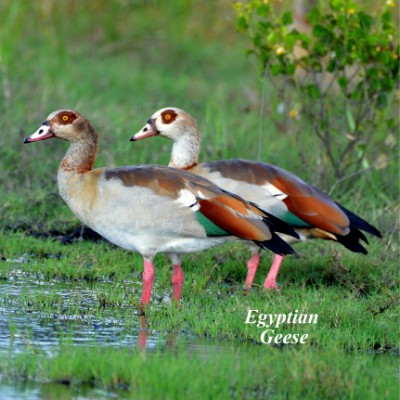 Egyptian Geese